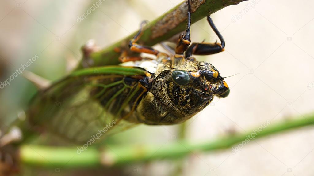 Cicada perched on tree rose in japanese garden
