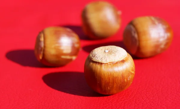 Einfaches Makrobild einer Eichel auf Rot in Japan — Stockfoto