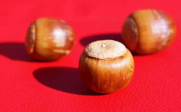 Simple macro image of an acorn isolated on red in japan — Stock Photo, Image