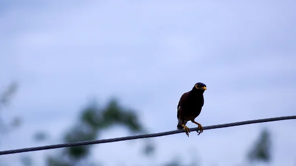 Black bird perched on a wire in thailand — Stock Photo, Image