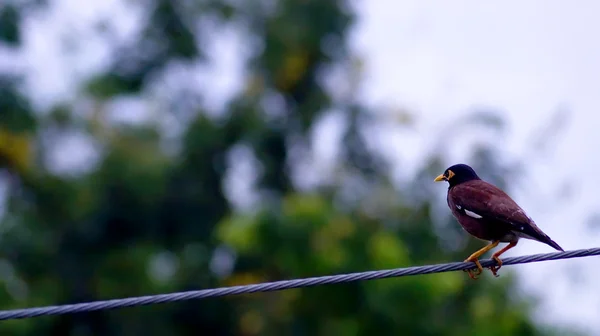 Pájaro negro posado en un alambre en Tailandia — Foto de Stock