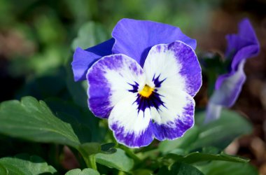 Japonya'da Viola çiçek çiçeklenme sırasında belgili tanımlık kış.
