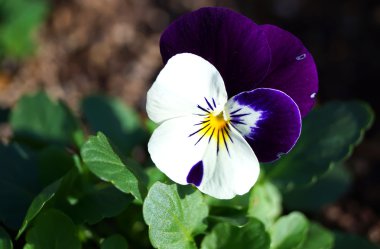 Japonya'da Viola çiçek çiçeklenme sırasında belgili tanımlık kış.