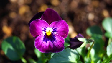 Japonya'da Viola çiçek çiçeklenme sırasında belgili tanımlık kış.