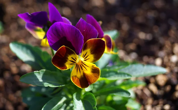 Flor de Viola floresce durante o inverno no Japão . — Fotografia de Stock