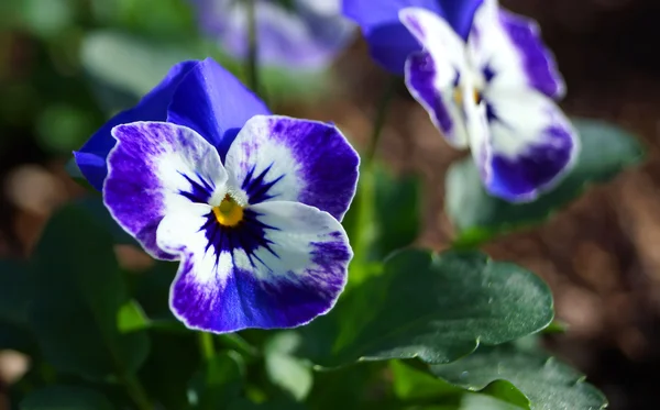 Flor de Viola floresce durante o inverno no Japão . — Fotografia de Stock