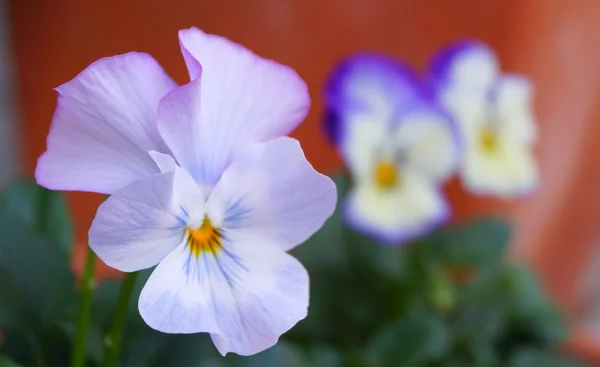 Flor de Viola floresce durante o inverno no Japão . — Fotografia de Stock