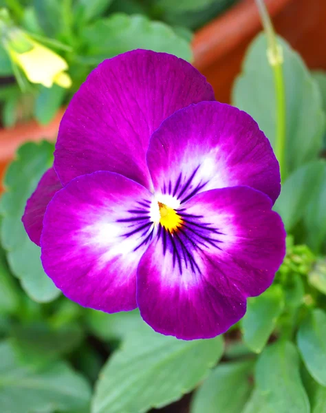 Flor de Viola floresce durante o inverno no Japão . — Fotografia de Stock