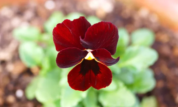 Fleurs d'alto fleurissent pendant l'hiver au Japon . — Photo