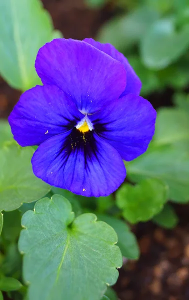 Flor de Viola floresce durante o inverno no Japão . — Fotografia de Stock