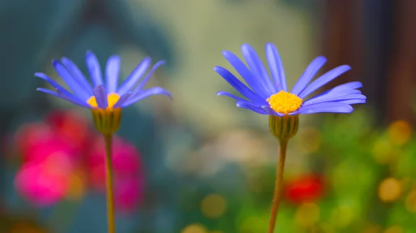 Blå dasy blomma — Stockfoto