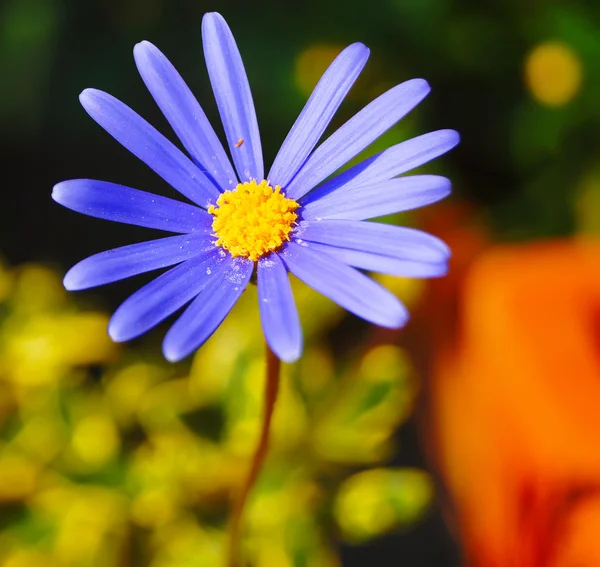 Kék dasy virág — Stock Fotó