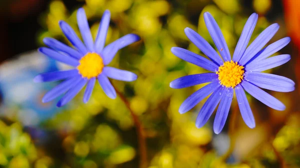 Flor de dasy azul — Foto de Stock