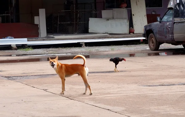 Câinele thailandez latră — Fotografie, imagine de stoc