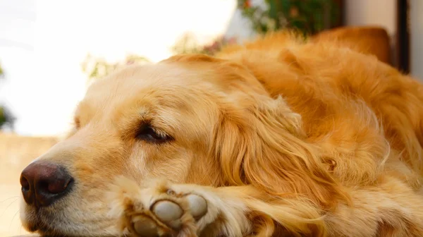 Golden Retriever — Stock Photo, Image