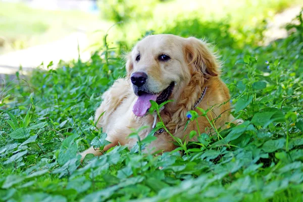 Golden Retriever — Stock Photo, Image