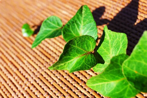 Πράσινα φύλλα σε φόντο μπαμπού — Φωτογραφία Αρχείου