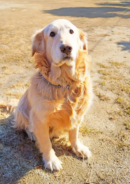 Golden Retriever in japan — Stock Photo, Image