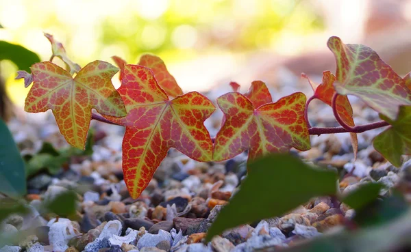 Beautiful leaves in Japan — Stock Photo, Image