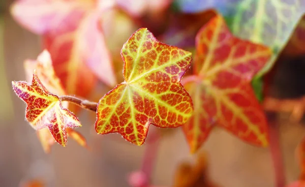 Belle foglie in Giappone — Foto Stock