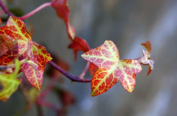 Belle foglie in Giappone — Foto Stock