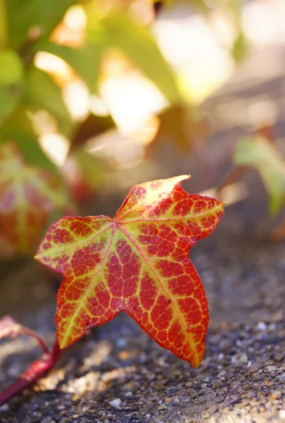 Belle foglie in Giappone — Foto Stock