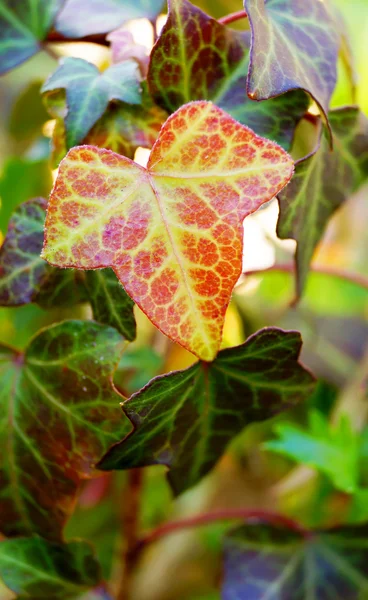 Beautiful leaves in Japan — Stock Photo, Image