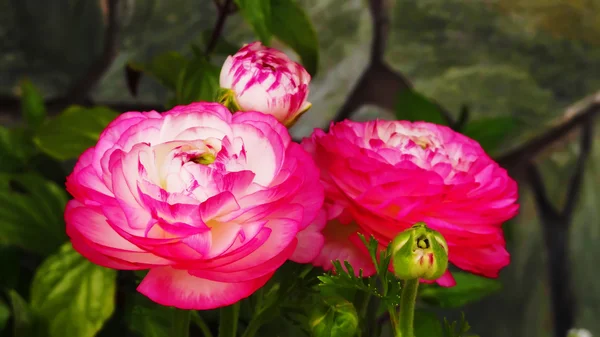 Ranuncolo 'Pink Picotee' (Persian Buttercup) fiore — Foto Stock