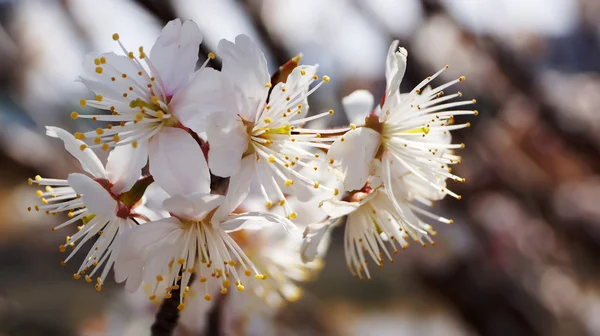 Nobeoka Miyazaki Japonya kiraz ağacı, beyaz kiraz çiçekleri