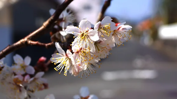 Nobeoka Miyazaki Japonya kiraz ağacı, beyaz kiraz çiçekleri