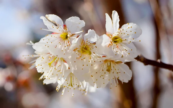 Κερασιά, λευκό άνθη κερασιάς στην Ιαπωνία Nobeoka Μιγιαζάκι — Φωτογραφία Αρχείου