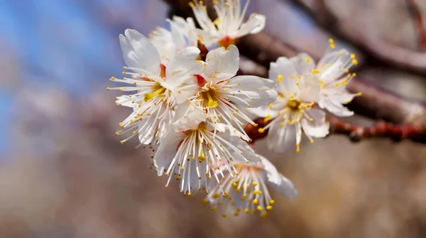 Ciliegio, fiori bianchi di ciliegio a Nobeoka Miyazaki Giappone — Foto Stock