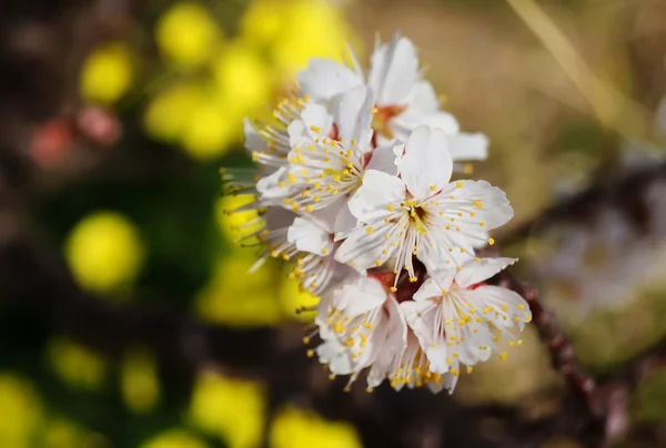 Cerisier, fleurs de cerisier blanc à Nobeoka Miyazaki Japon — Photo