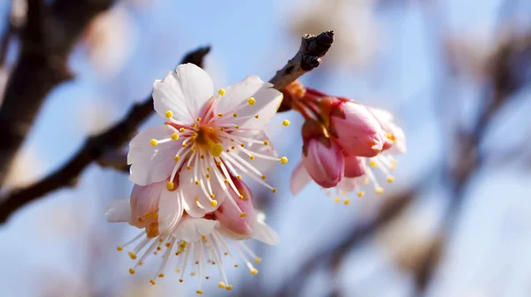 Třešeň, bílé třešňových květů v Japonsku Nobeoka Mijazaki — Stock fotografie