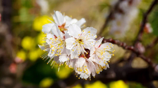 Ciliegio, fiori bianchi di ciliegio a Nobeoka Miyazaki Giappone — Foto Stock