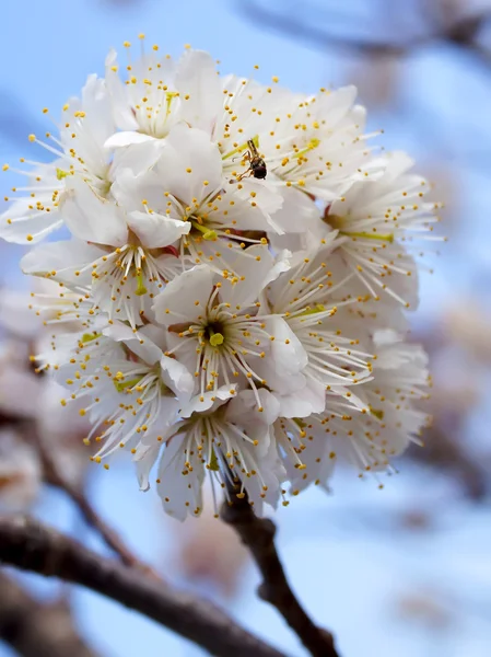 Ciliegio, fiori bianchi di ciliegio a Nobeoka Miyazaki Giappone — Foto Stock