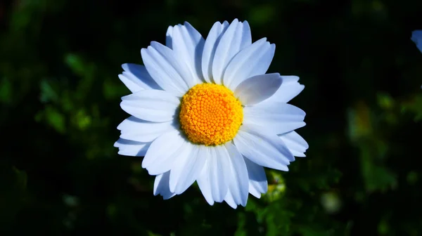 Chrysanthemenblüte — Stockfoto