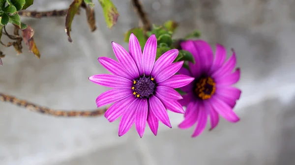 Közelről gyönyörű Dieffenbachia lila Osteospermum-virág — Stock Fotó