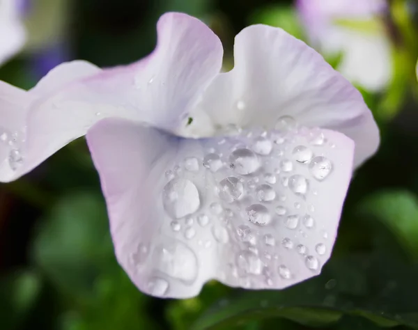 Clost up gouttes d'eau sur la fleur d'alto dans le jardin japonais — Photo