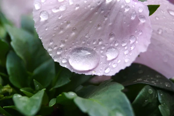 Clost up gouttes d'eau sur la fleur d'alto dans le jardin japonais — Photo