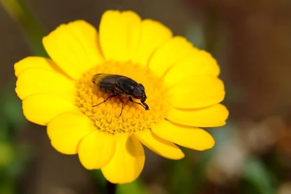 Makró rovarok sárga virág, a japán kert — Stock Fotó