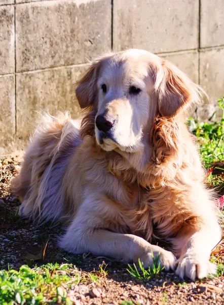 Lovely Golden Retriever stay in Japan — Stock Photo, Image