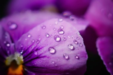 Su damlaları Viola çiçek Japon bahçe üzerinde kapatın