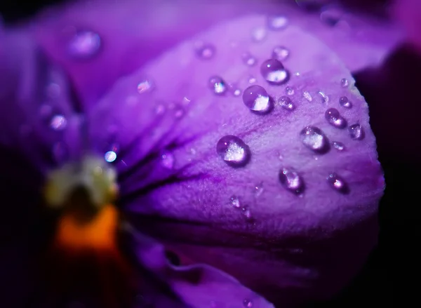 Primer plano Gotas de agua en las flores de Viola en el jardín japonés — Foto de Stock