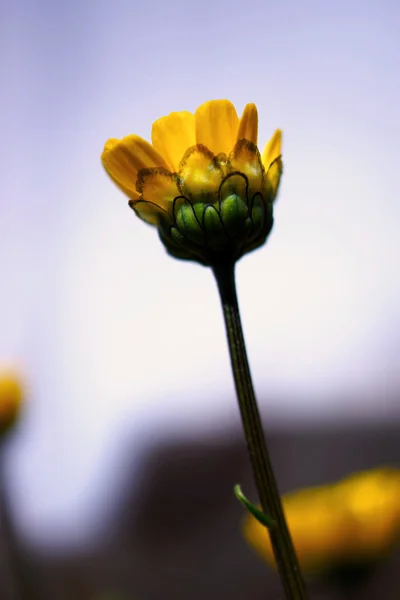 Close up Yellow flower in Japanese Garden — Stock Photo, Image