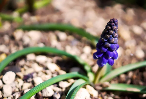 Close up Hyacinth Muscari Flor Azul — Fotografia de Stock