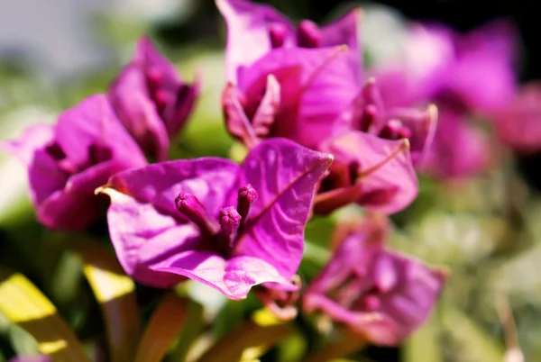 Gros plan fleur de bougainvillier — Photo