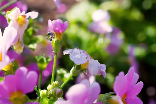 Close up Gotas de água na flor rosa — Fotografia de Stock