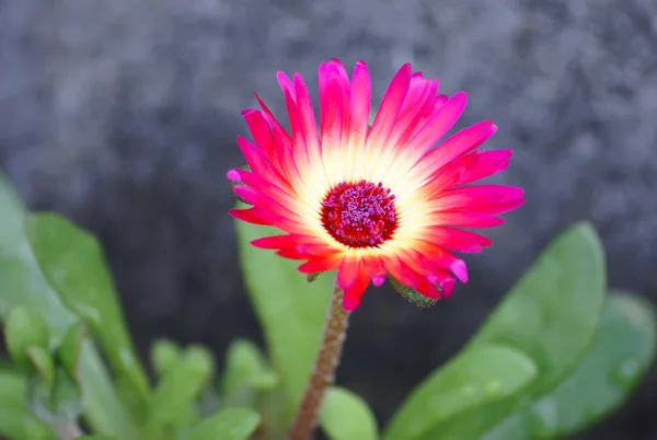 Delosperma floribunda květina, kvetoucí Delosperma přírodní květinová — Stock fotografie