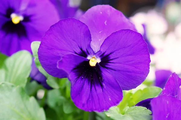 Close up flores Viola no jardim japonês — Fotografia de Stock